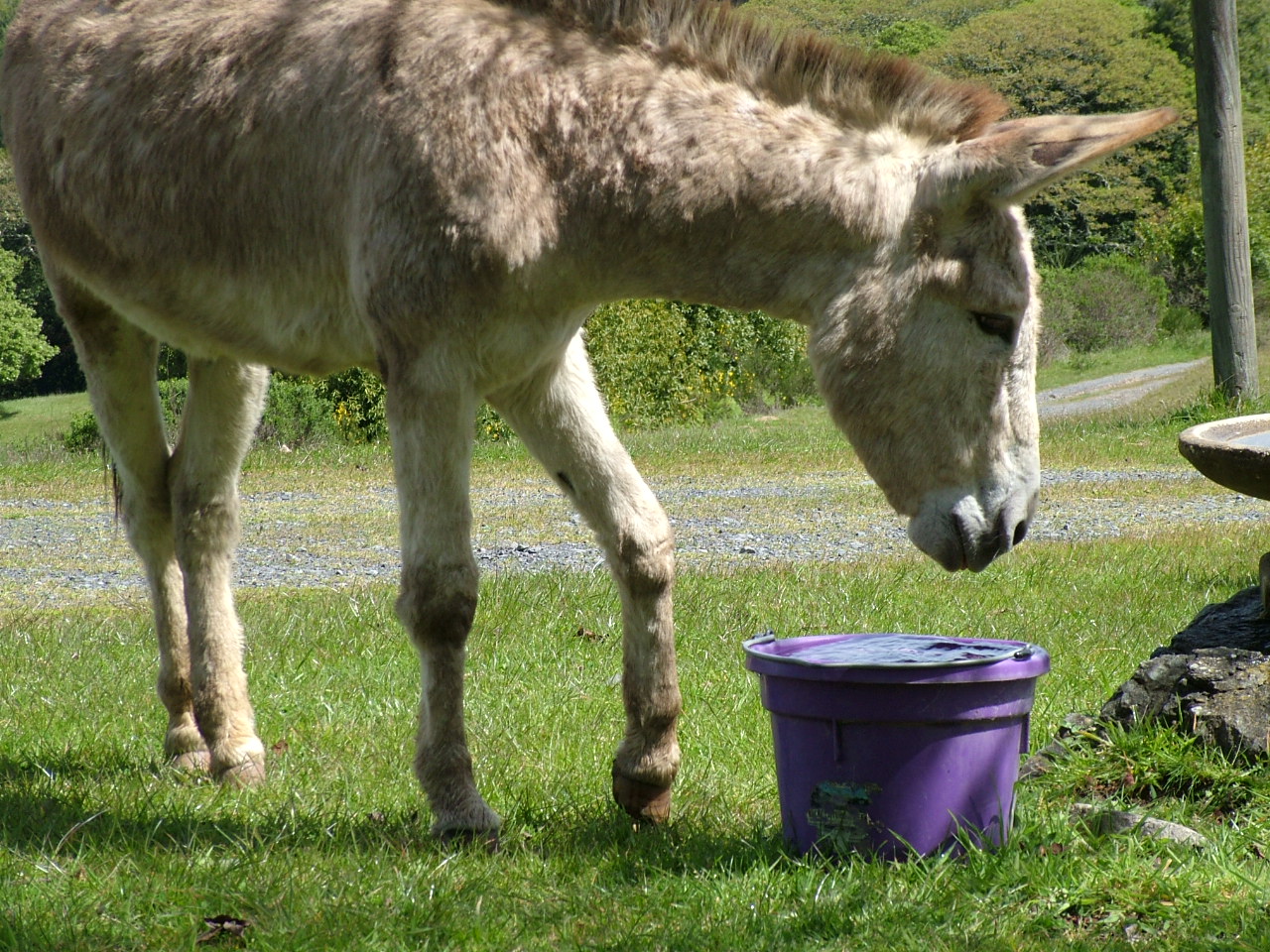 donkey drinking water