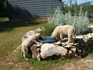 2 puppies drinking from a birdbath