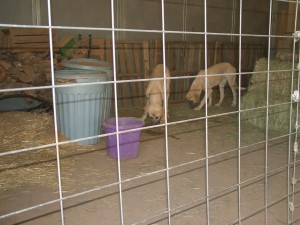 dogs cleaning up hay area