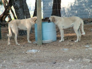 2 dogs drinking from horse trough