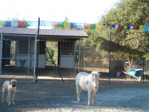 horse, dog, and prayer flags