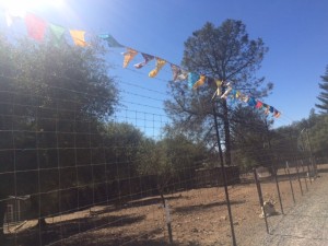 prayer flags on sanctuary fence
