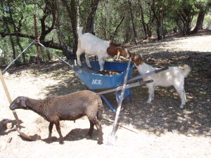 lamb and goats helping