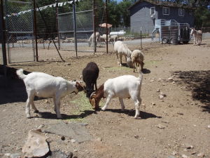 lamb and goats eating
