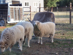 Breakfast on the sanctuary Photo by Nancy Gallenson