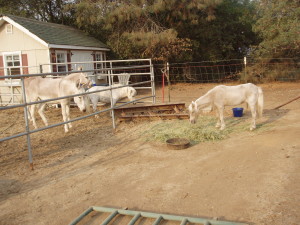 Sanctuary donkeys and horses in evacuation