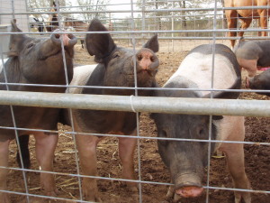 Pig evacuees