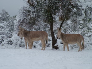 Donkeys in winter wonderland