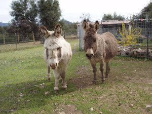 Ferdinand and Lily Rose the miniature donkeys