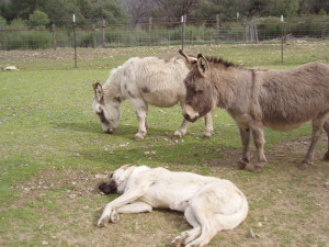 dog naps with miniature donkeys