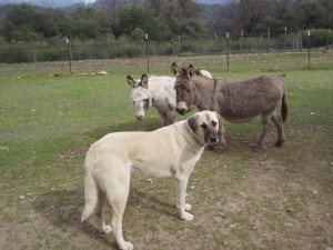 guardian dog with miniature donkeys