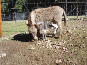 baby donkey 1 hour old