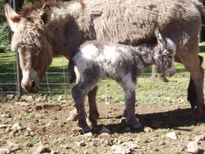 baby donkey with her mother 2 hours after birth