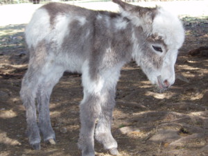 baby donkey close-up