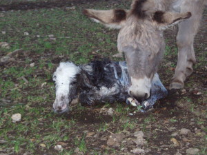 close-up of baby donkey just after birth