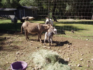 mother, father, and baby donkey