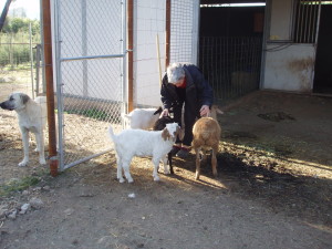 2 baby goats and 2 lambs