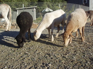 ewe and 2 daughters reunited