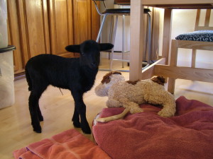 Sunshine the lamb with her stuffed dog friend