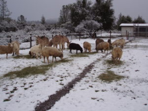 snow at breakfast