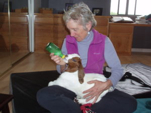 baby goat Caerwyn gets a bottle of fresh goat milk