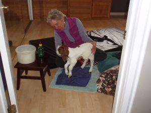 baby goat can't stand by himself