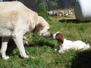 Daisy the dog nose to nose with baby goat Caerwyn