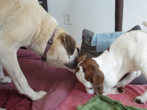 Daisy the dog licking baby goat Caerwyn