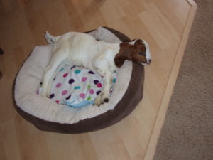 baby goat in dog bed