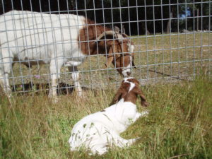 adult Boer goat Joyful meeting baby goat Caerwyn