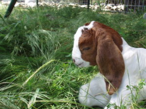 baby goat in garden