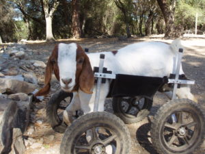 goat in dog cart