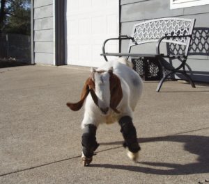 goat walking for the first time