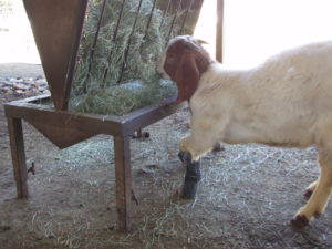 goat at feeder