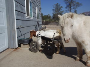 goat and miniature horse