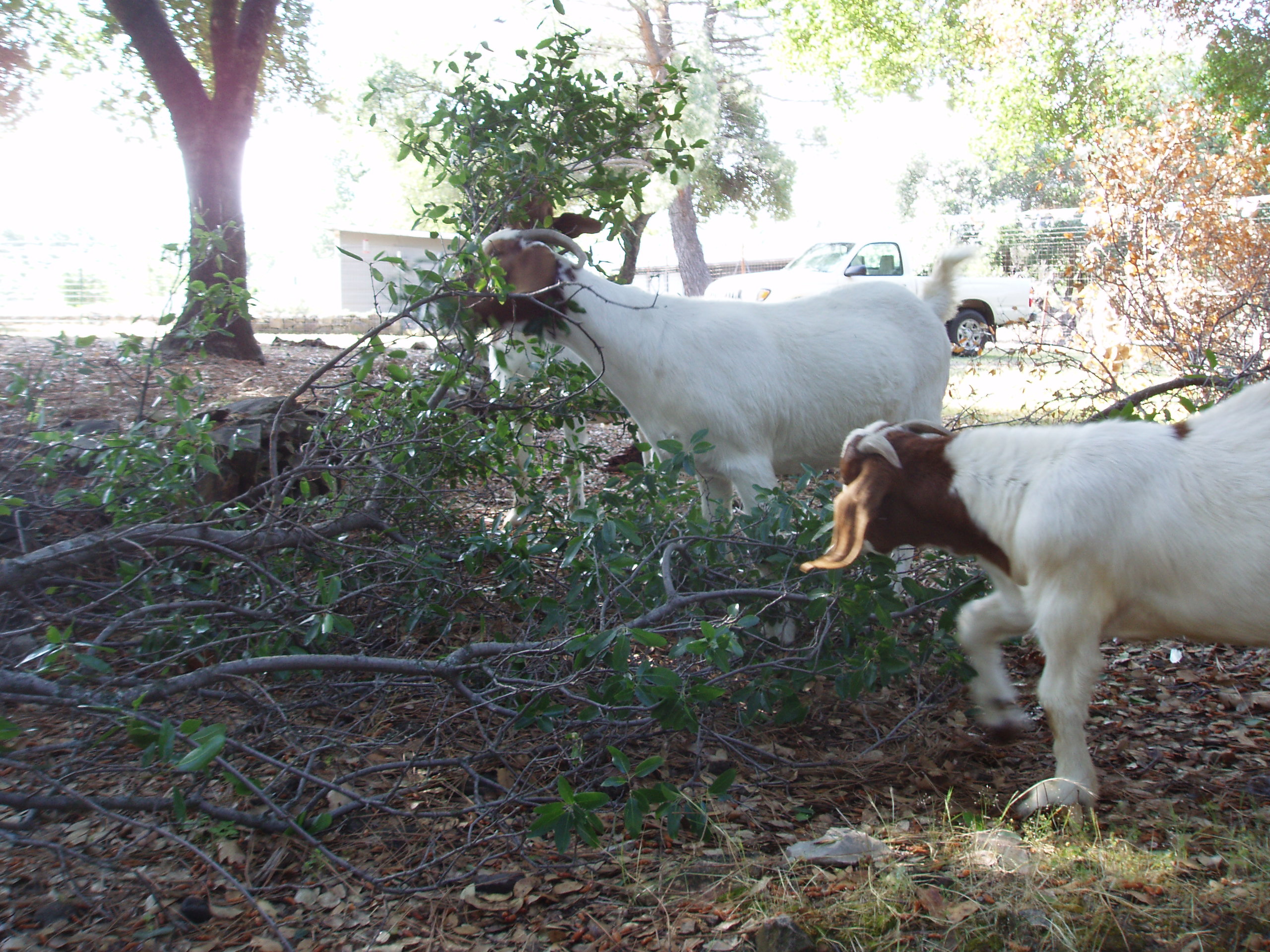 brother goats