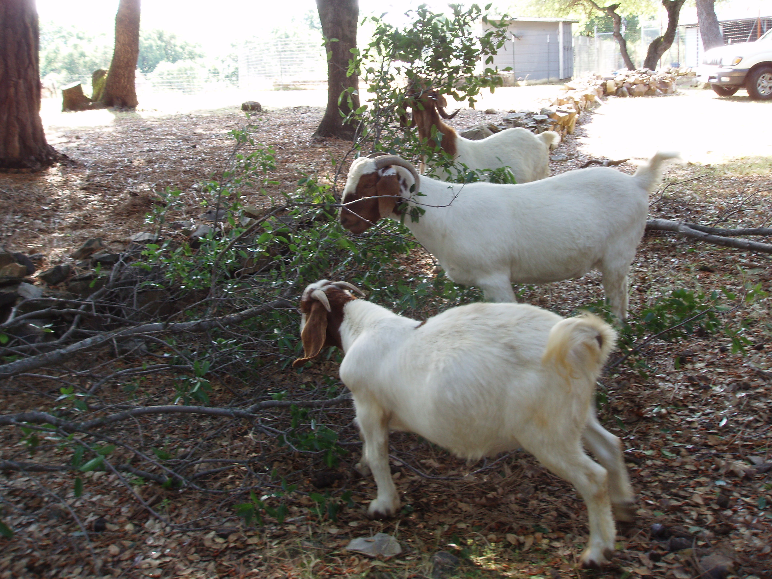 goats eating together