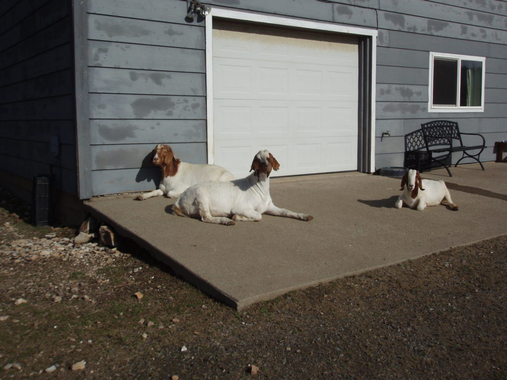 goats in the sun