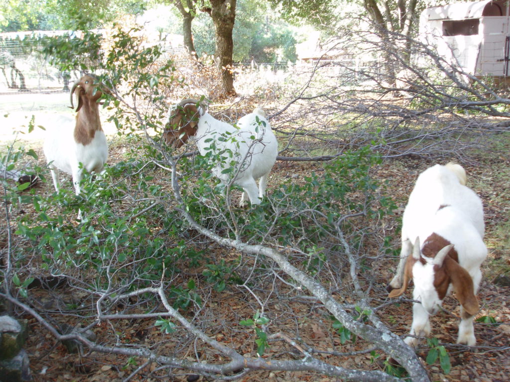 3 goats eating leaves