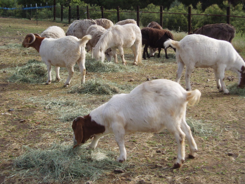 sheep, donkeys, goats, and a horse having their family breakfast together