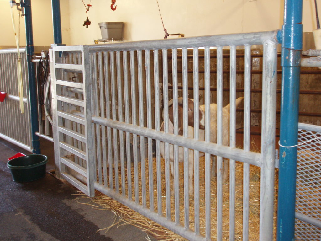 Joyful the goat in pen at UC Davis Vet Hospital