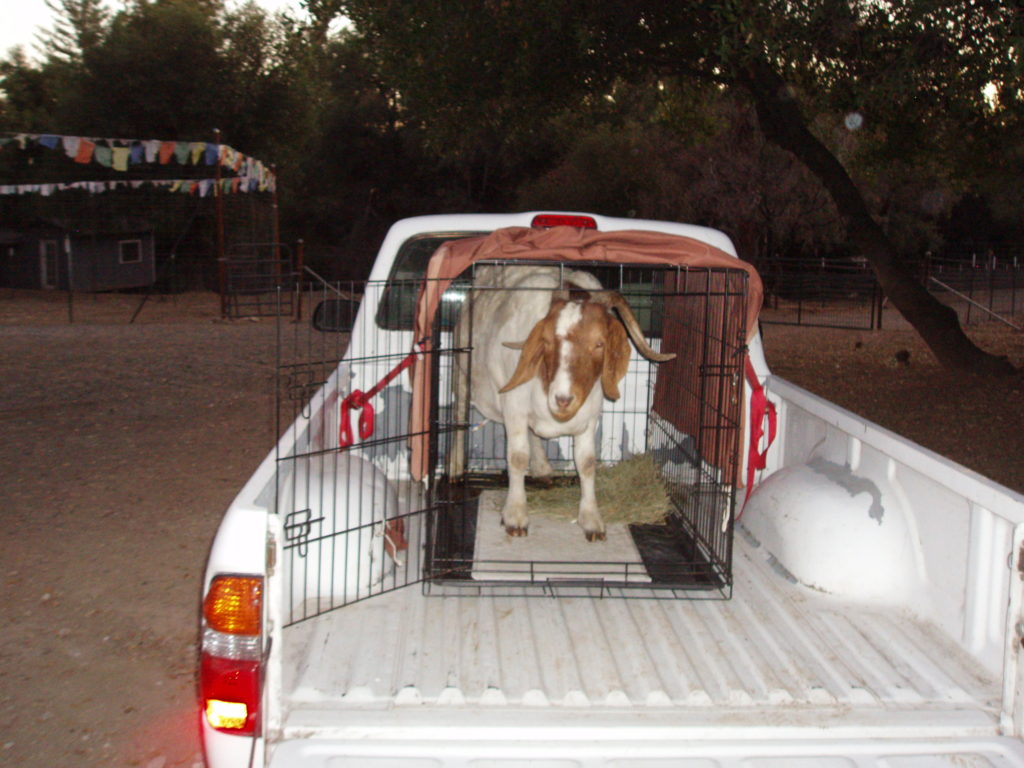 Joyful the goat in a dog crate in the back of my truck for transport to the vet hospital